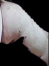 Crop