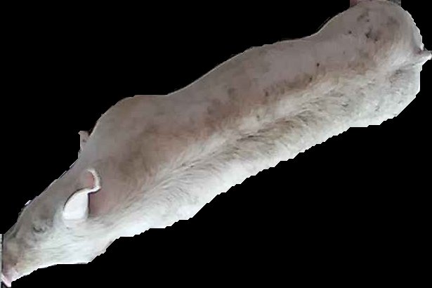 Crop