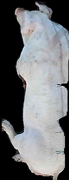 Crop
