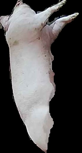 Crop