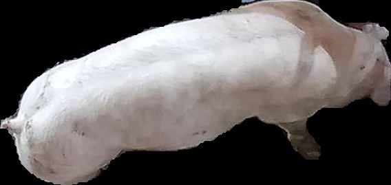 Crop