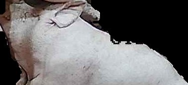 Crop