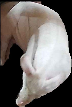 Crop