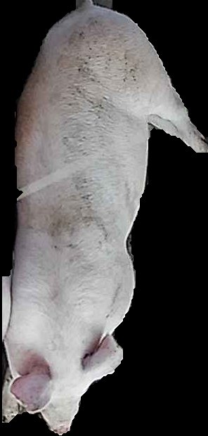 Crop
