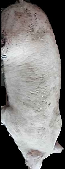 Crop