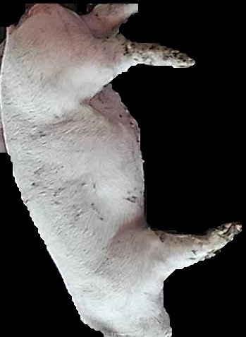 Crop