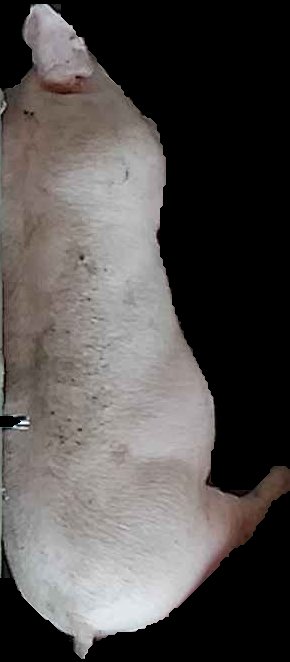 Crop