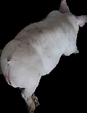 Crop
