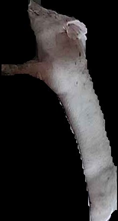 Crop