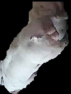 Crop