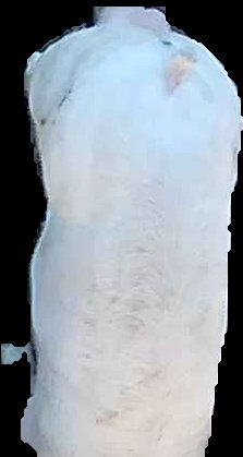 Crop