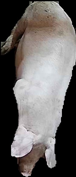 Crop
