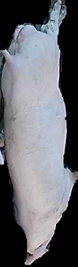 Crop