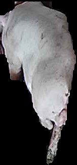 Crop
