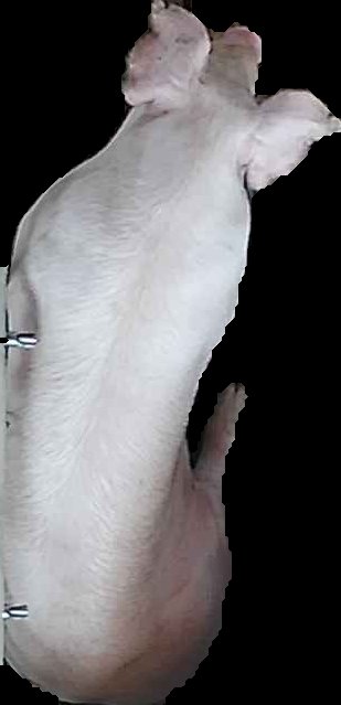 Crop