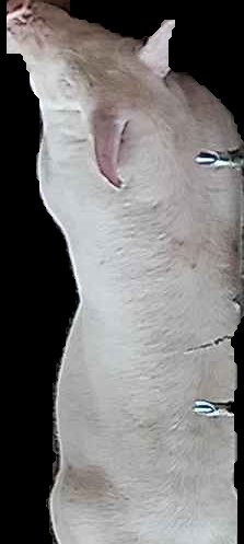 Crop