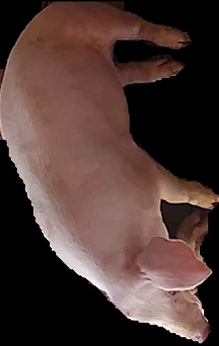 Crop