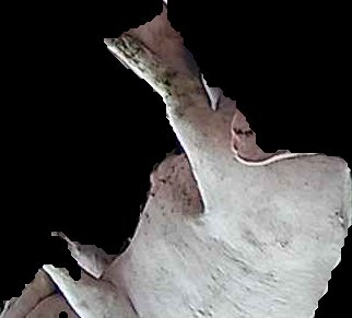 Crop