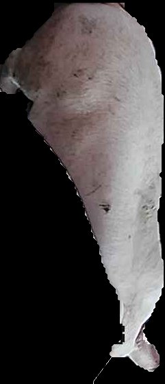 Crop