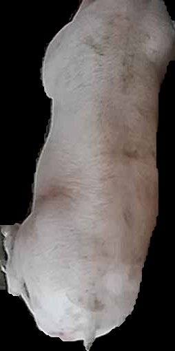 Crop