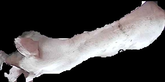 Crop