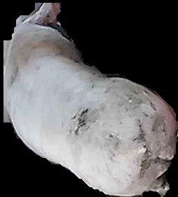 Crop