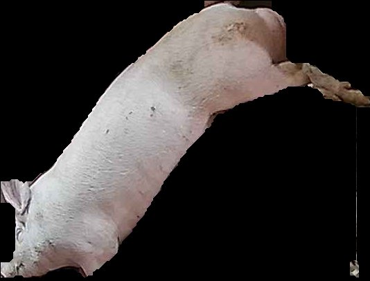 Crop