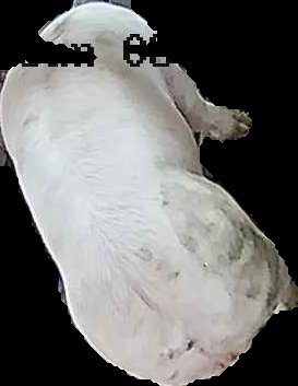 Crop