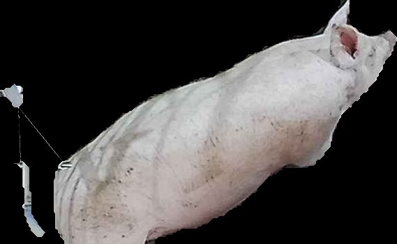 Crop
