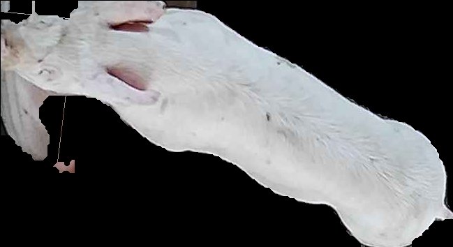 Crop