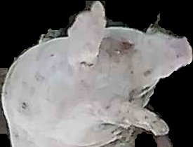 Crop