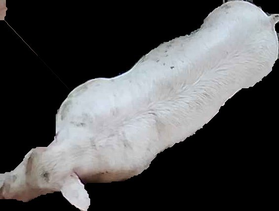 Crop