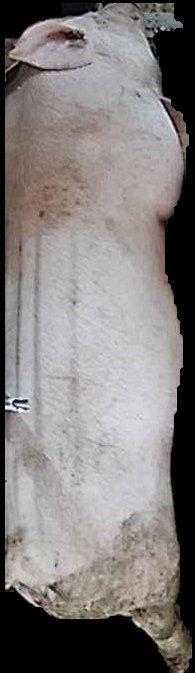 Crop