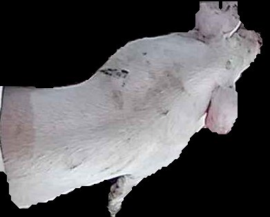 Crop