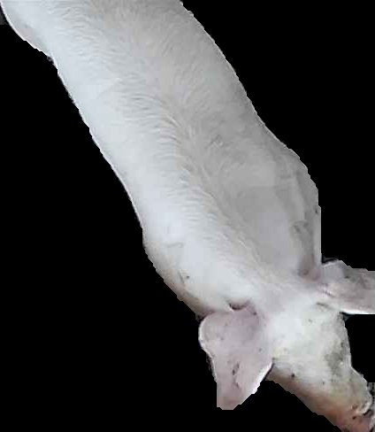 Crop
