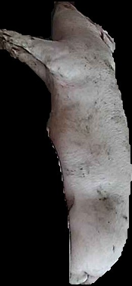 Crop