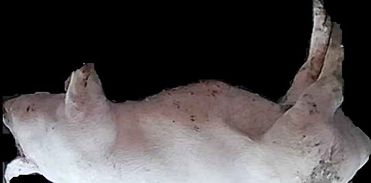 Crop