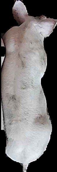 Crop