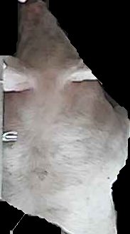 Crop