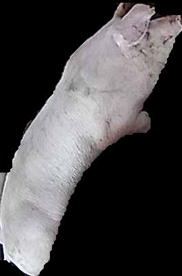 Crop