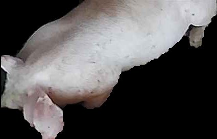 Crop