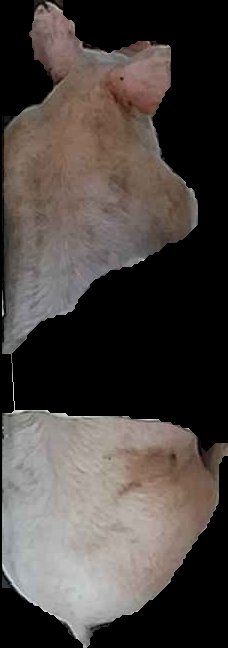 Crop