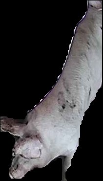 Crop