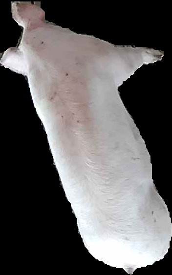 Crop