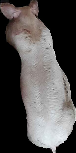 Crop