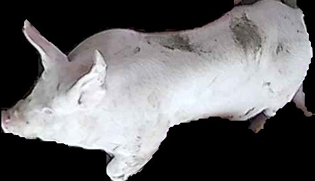 Crop