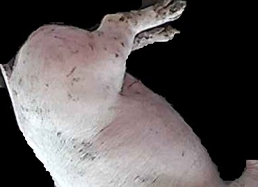 Crop