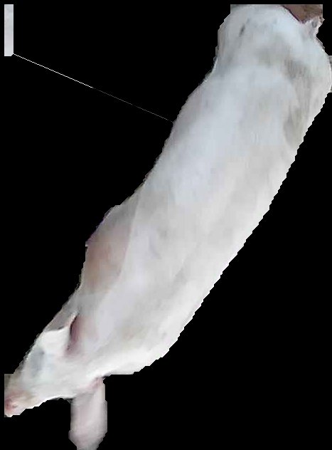 Crop
