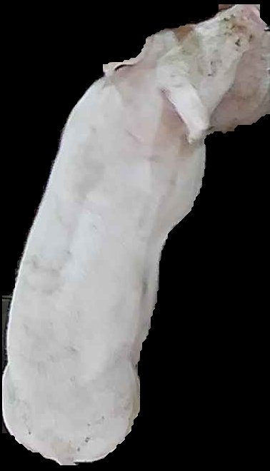 Crop