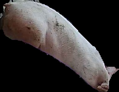Crop